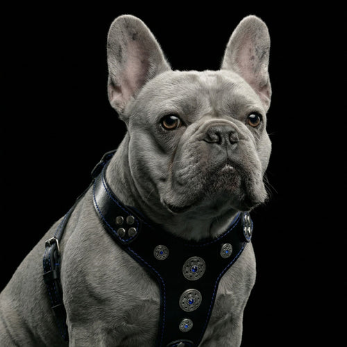 Bestia Bijou Leather Harness — Black & Blue (Small to Medium)